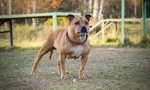 Staffordshire bull terrier